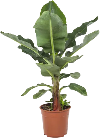 Bananenplant